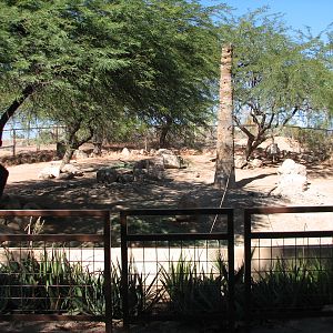 Africa Trail - Warthog Exhibit