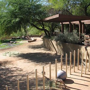 Africa Trail - Southern White Rhinoceros, Spekes Gazelle, and Egyptian Goos