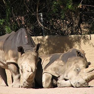 Africa Trail - Southern White Rhinoceros