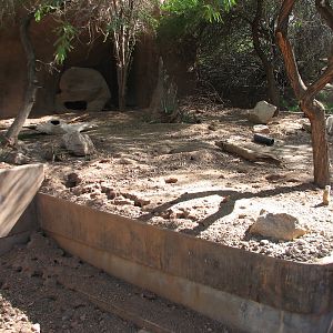 Africa Trail - Meerkat Exhibit