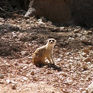 Africa Trail - Meerkat