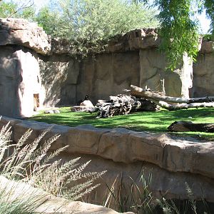 Africa Trail - Mandrill Exhibit