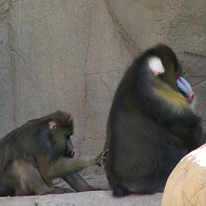 Africa Trail - Mandrill