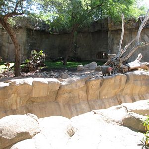Africa Trail - Hamadryas Baboon Exhibit