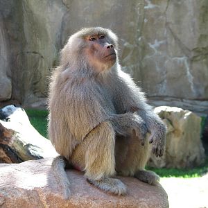 Africa Trail - Hamadryas Baboon