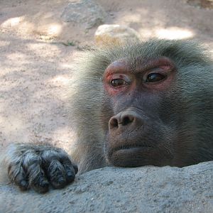 Africa Trail - Hamadryas Baboon