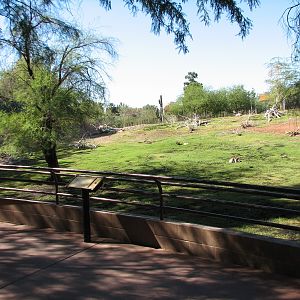 Africa Trail - Mhorr Gazelle, Kirks Dik-Dik, Kori Bustard, and Sulcata Tort