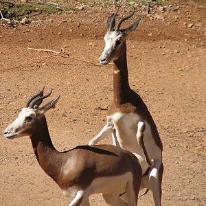 Africa Trail - Mhorr Gazelle