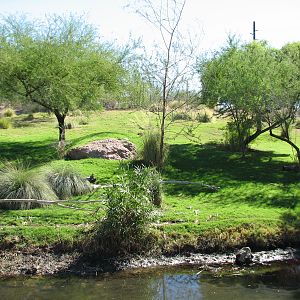 Africa Trail - African Wild Dog Exhibit
