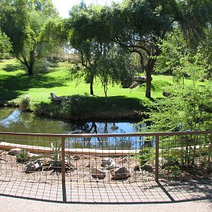 Africa Trail - Cheetah Exhibit