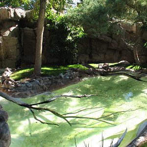 Africa Trail - Spotted-necked Otter Exhibit