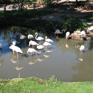 Africa Trail - Flamingo Exhibit