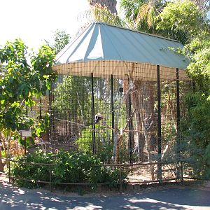 Tropics Trail - King Vulture Exhibit