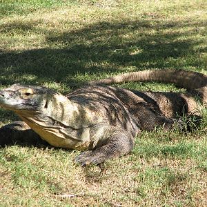 Tropics Trail - Land of the Dragons - Komodo Dragon