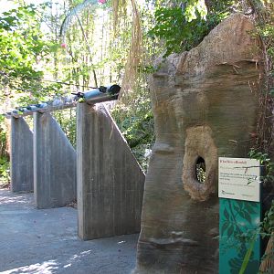 Tropics Trail - Tropical Flights - Path and Hornbill Nest
