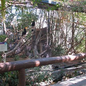 Tropics Trail - Tropical Flights - Rhinoceros Hornbill Exhibit 2
