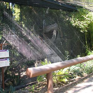 Tropics Trail - Tropical Flights - Pied Imperial Pigeon and Helmeted Friarb