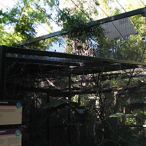 Tropics Trail - Tropical Flights - Mariana Fruit Dove and Eclectus Parrot E