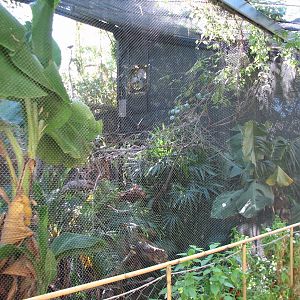 Tropics Trail - Tropical Flights - Yellow-faced Mynah and Crowned Pigeon Ex