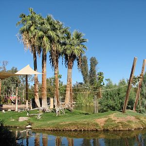 Tropics Trail - Buff-cheeked Gibbon Exhibit
