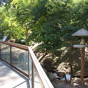 Tropics Trail - Monkey Village Viewing Area