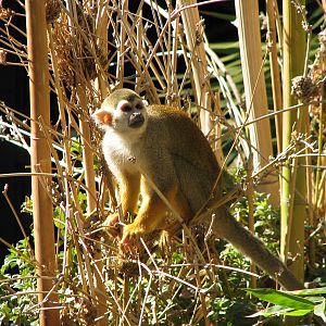 Tropics Trail - Squirrel Monkey in Monkey Village