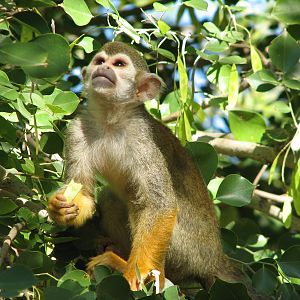 Tropics Trail - Squirrel Monkey in Monkey Village