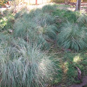 Tropics Trail - Maned Wolf and Giant Anteater Exhibit