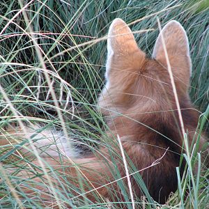 Tropics Trail - Maned Wolf