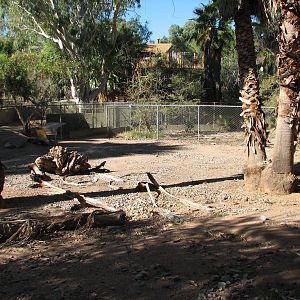 Tropics Trail - Chacoan Peccary Exhibit