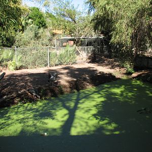 Tropics Trail - Rhea and Crested Screamer Exhibit