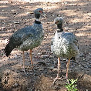 Tropics Trail - Crested Screamer