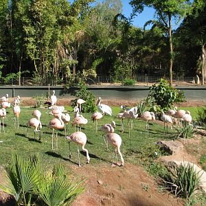 Tropics Trail - Wetlands Exhibit