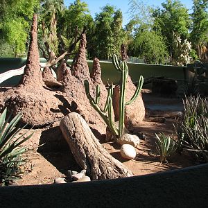 Tropics Trail - Rhinoceros Iguana Exhibit