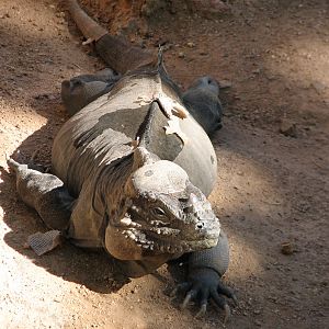 Tropics Trail - Rhinoceros Iguana