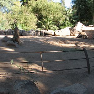Tropics Trail - Aldabra Tortoise Exhibit 2