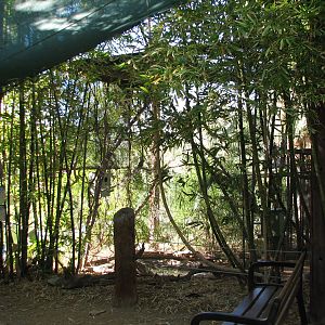 Tropics Trail - Hawk-headed Parrot and Blue-grey Tanager Exhibit