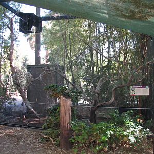 Tropics Trail - Plush-crested Jay Exhibit
