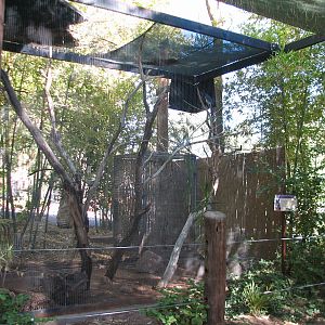 Tropics Trail - Black-throated Magpie Jay Exhibit
