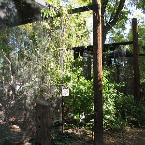 Tropics Trail - Blue-crowned Motmot Exhibit
