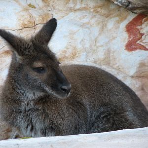 Childrens Trail - Wallaby Walkabout - Red-necked Wallaby