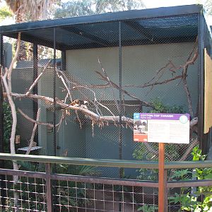 Childrens Trail - Cotton-top Tamarin Exhibit