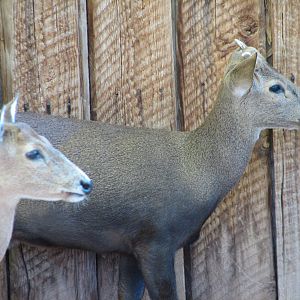 Childrens Trail - Calamian Deer
