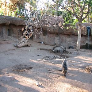 Childrens Trail - Visayan Warty Pig Exhibit