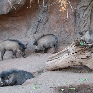 Childrens Trail - Visayan Wart Pig