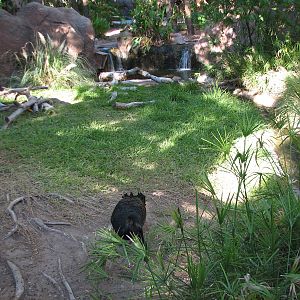 Childrens Trail - Black Swan Exhibit
