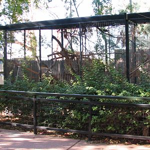 Childrens Trail - Green Oropendola, Helmeted Curassow, and Red-legged Serei