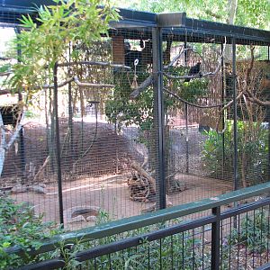 Childrens Trail - Violet Turaco, Pemba Flying Fox, and South African Creste