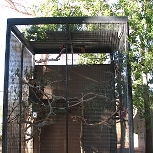 Childrens Trail - Black-capped Lory Exhibit