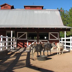Harmony Farm - Miniature Zebu Corral